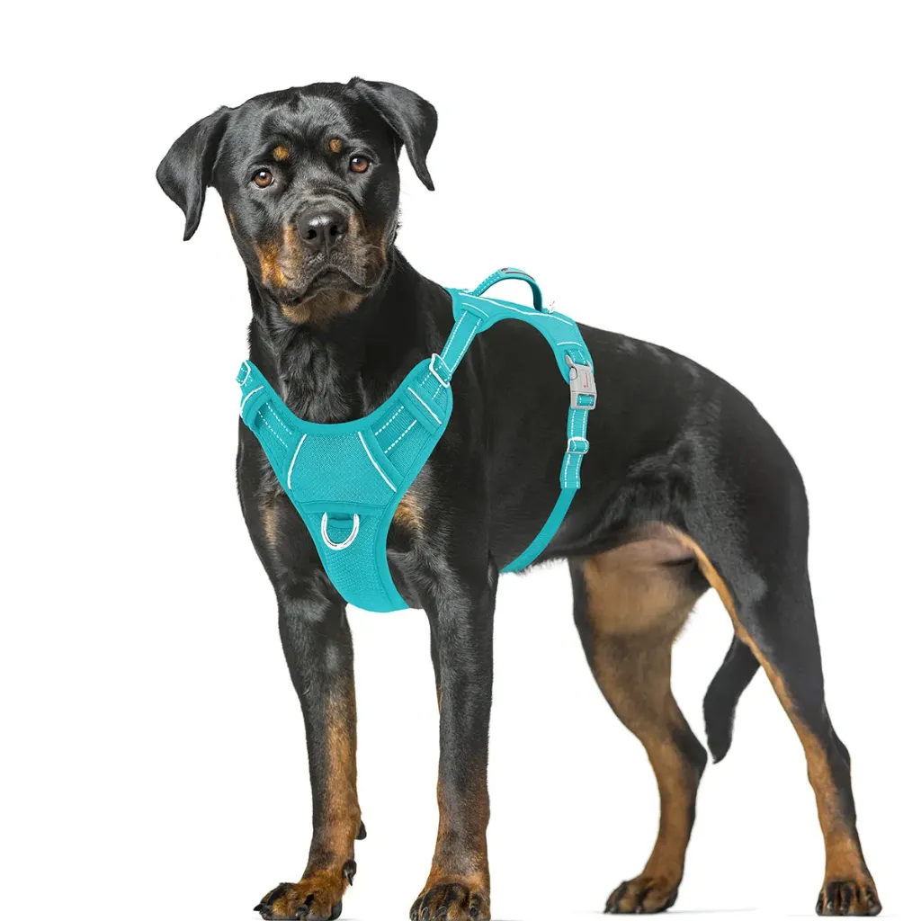 Leash and harness